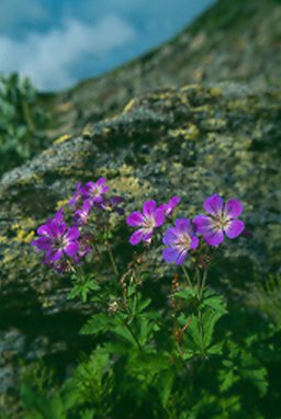 Photograph